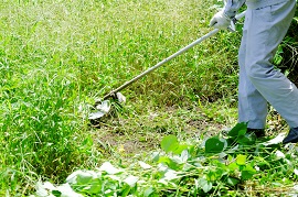 大学キャンパス内の植栽管理