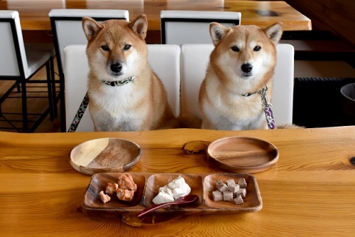 短期のペットフード販売【NICO PET 埼玉大井店】4/15.16