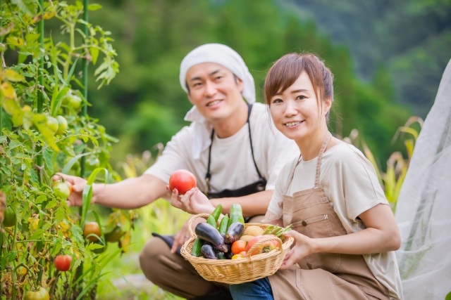 農場で作った野菜の検品作業